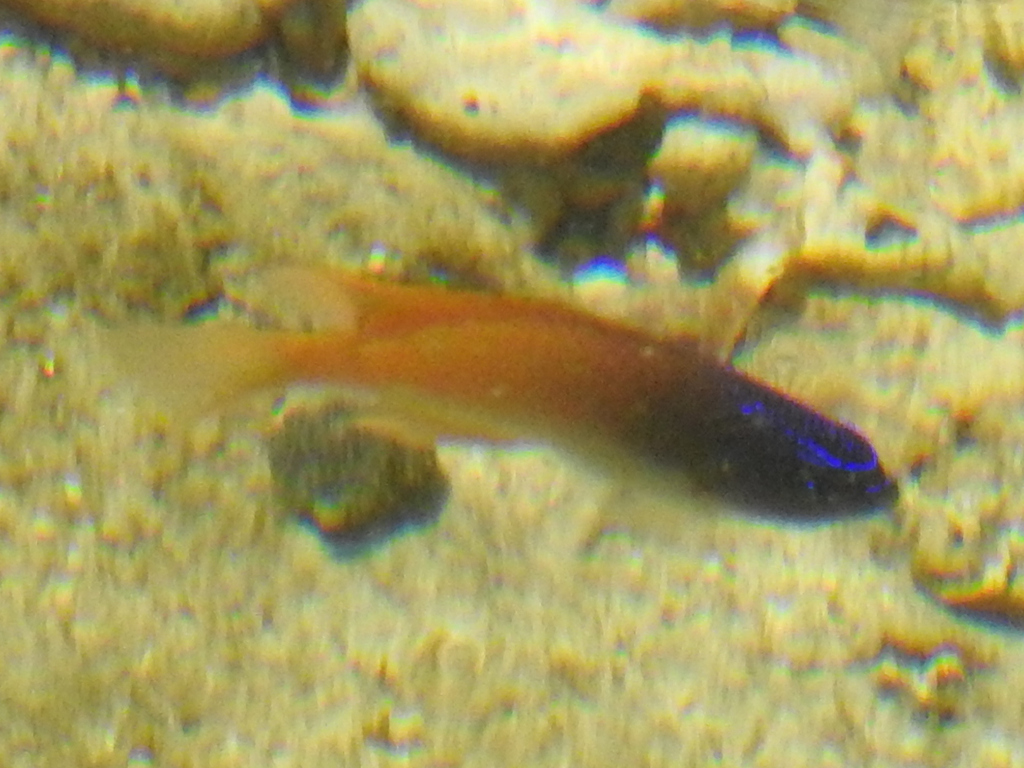 King Damselfish