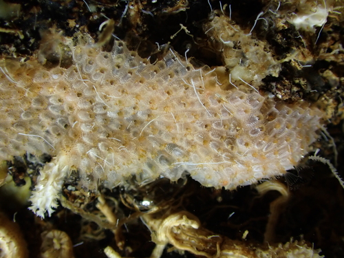 Hippopleurifera