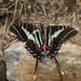 Protographium philolaus - Photo (c) Juan Cruzado Cortés, some rights reserved (CC BY-SA), uploaded by Juan Cruzado Cortés