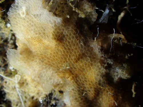 Representative image of Cribrilaria