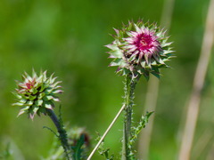 Carduus nutans leiophyllus