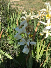 Iris orientalis