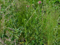 Carduus nutans leiophyllus