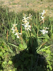 Iris orientalis