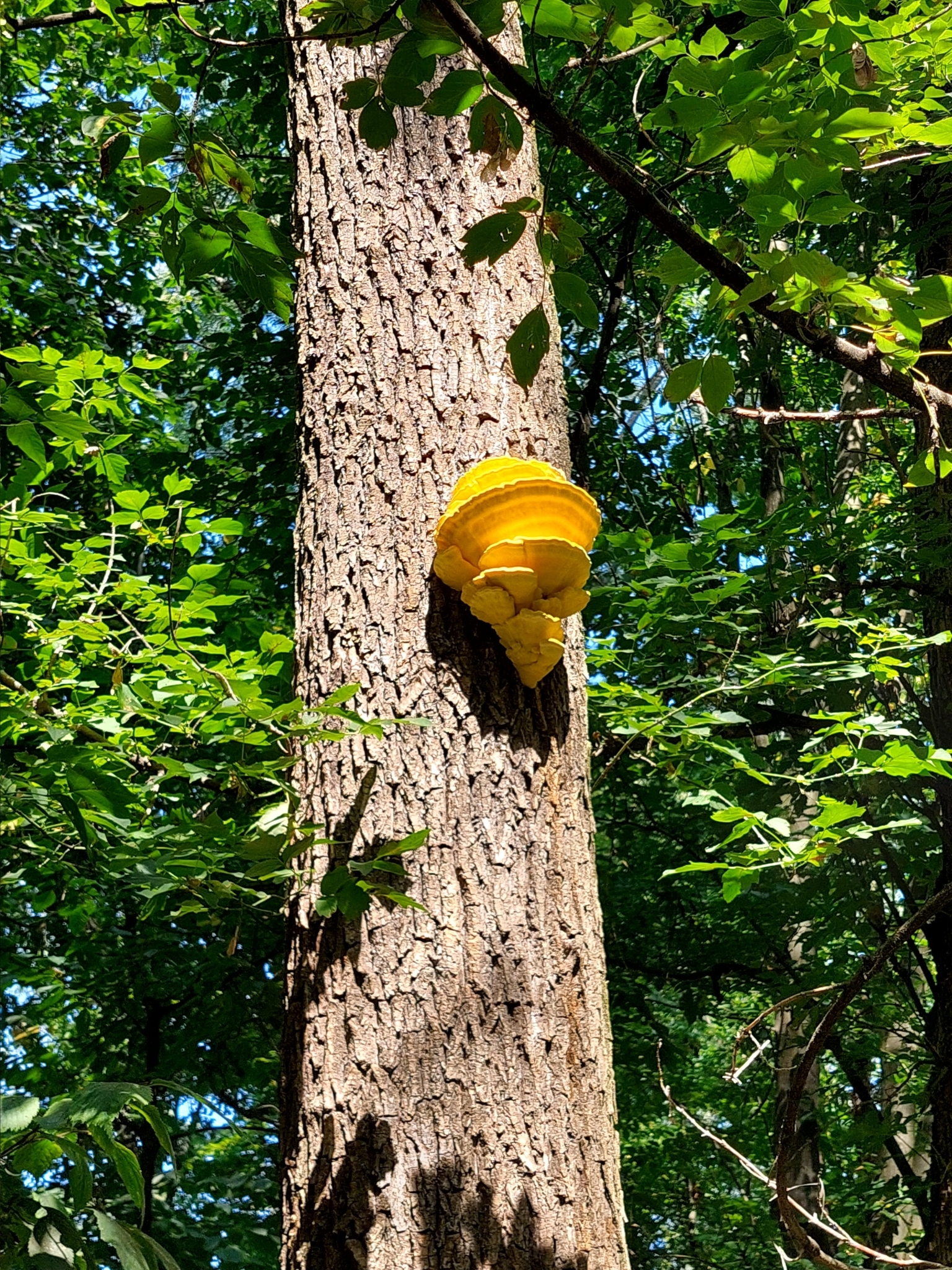 Polyporus sulphureus<br>12 October, 2024