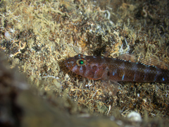 Steinitz's Goby photo 2