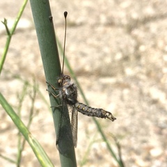 Bubopsis agrionoides