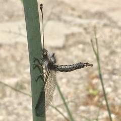 Bubopsis agrionoides