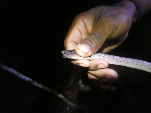 Rainbow Groundsnake