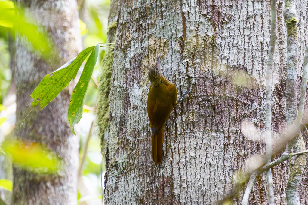 Whistling Long-tailed Woodcreeper (Deconychura longicauda) photo