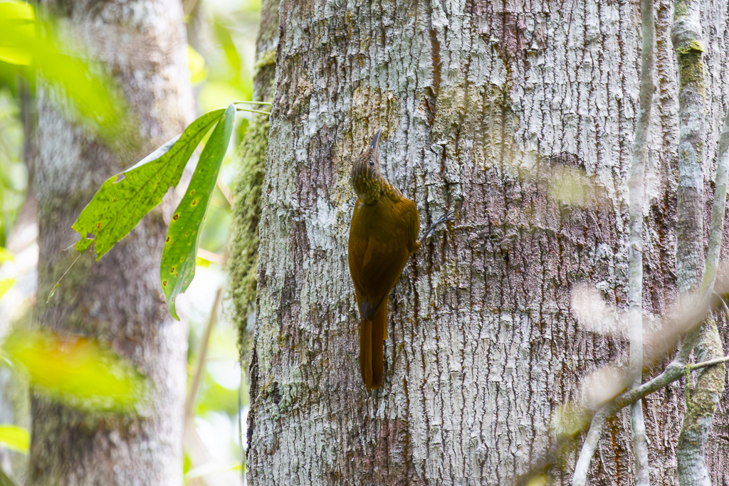 Long-tailed Woodcreeper (Deconychura longicauda)