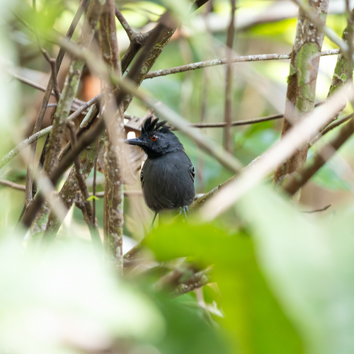 Black-headed Antbird