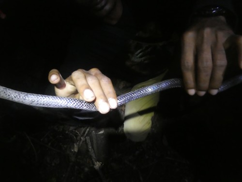 Rainbow Groundsnake