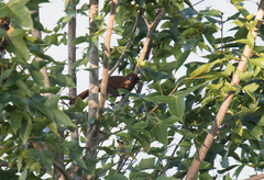 Pterorhinus poecilorhynchus