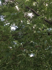 Zelkova