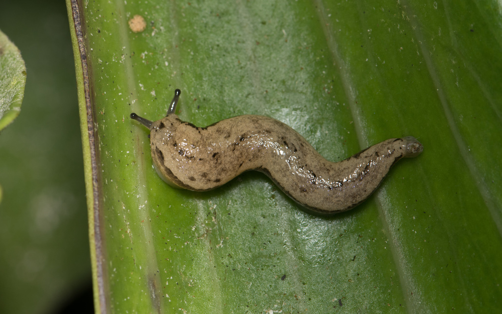 Meghimatium baoshanense