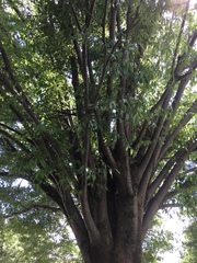 Zelkova