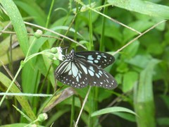 Ideopsis juventa