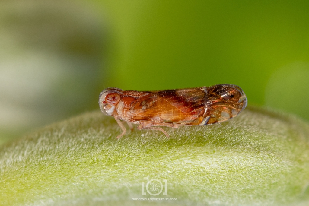 Nymphocixia unipunctata