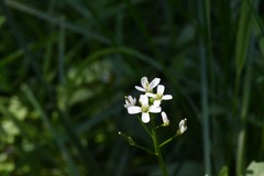Cardamine breweri