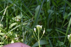 Cardamine breweri