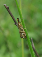 Chrysocramboides craterella