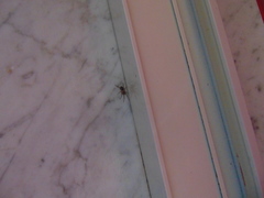 Filistata insidiatrix