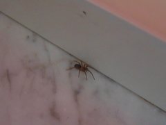 Filistata insidiatrix