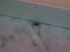 Filistata insidiatrix