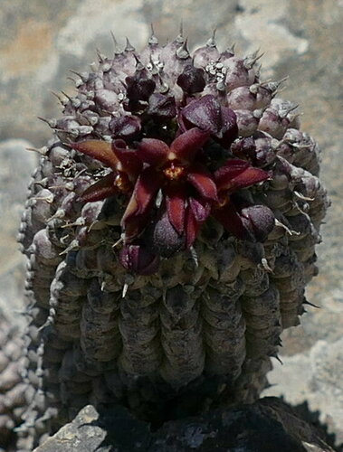 Hoodia pedicellata (Schinz) Plowes