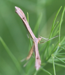 Stenoptilia