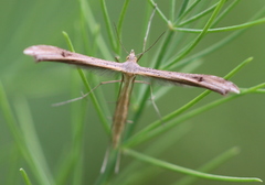 Stenoptilia