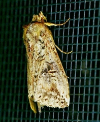 Elasmia packardii