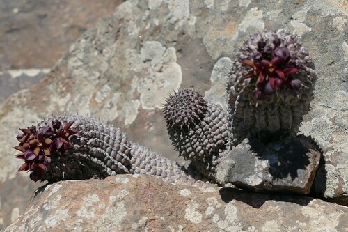 Hoodia pedicellata (Schinz) Plowes 2