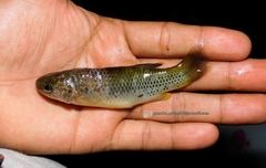 Profundulus punctatus