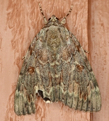 Catocala agrippina