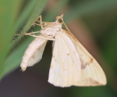 Gandaritis pyraliata