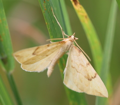 Gandaritis pyraliata