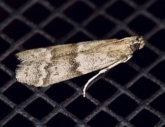 Eurythmia hospitella