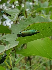 Lytta vesicatoria
