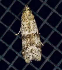 Eurythmia hospitella