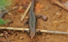 Eutropis clivicola