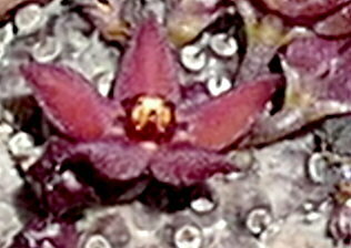 Hoodia pedicellata (Schinz) Plowes 3
