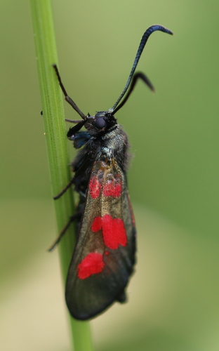 Mažasis Marguolis nuotrauka
