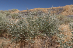 Atriplex lentiformis lentiformis
