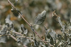 Atriplex lentiformis lentiformis