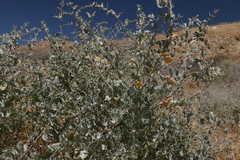 Atriplex lentiformis lentiformis