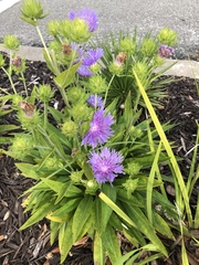 Stokesia