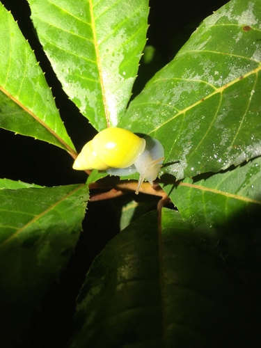 Sulfur Cone