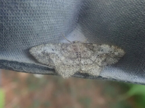 One-spotted Variant photo 6